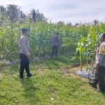 Polsek Sungai Raya Ajak Warga Wujudkan Ketahanan Pangan Melalui Penanaman Jagung