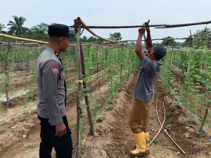 Pererat Silaturahmi, Bhabinkamtibmas Poksek Birem Bayeun Kunjungi Kebun Pare Milik Warga