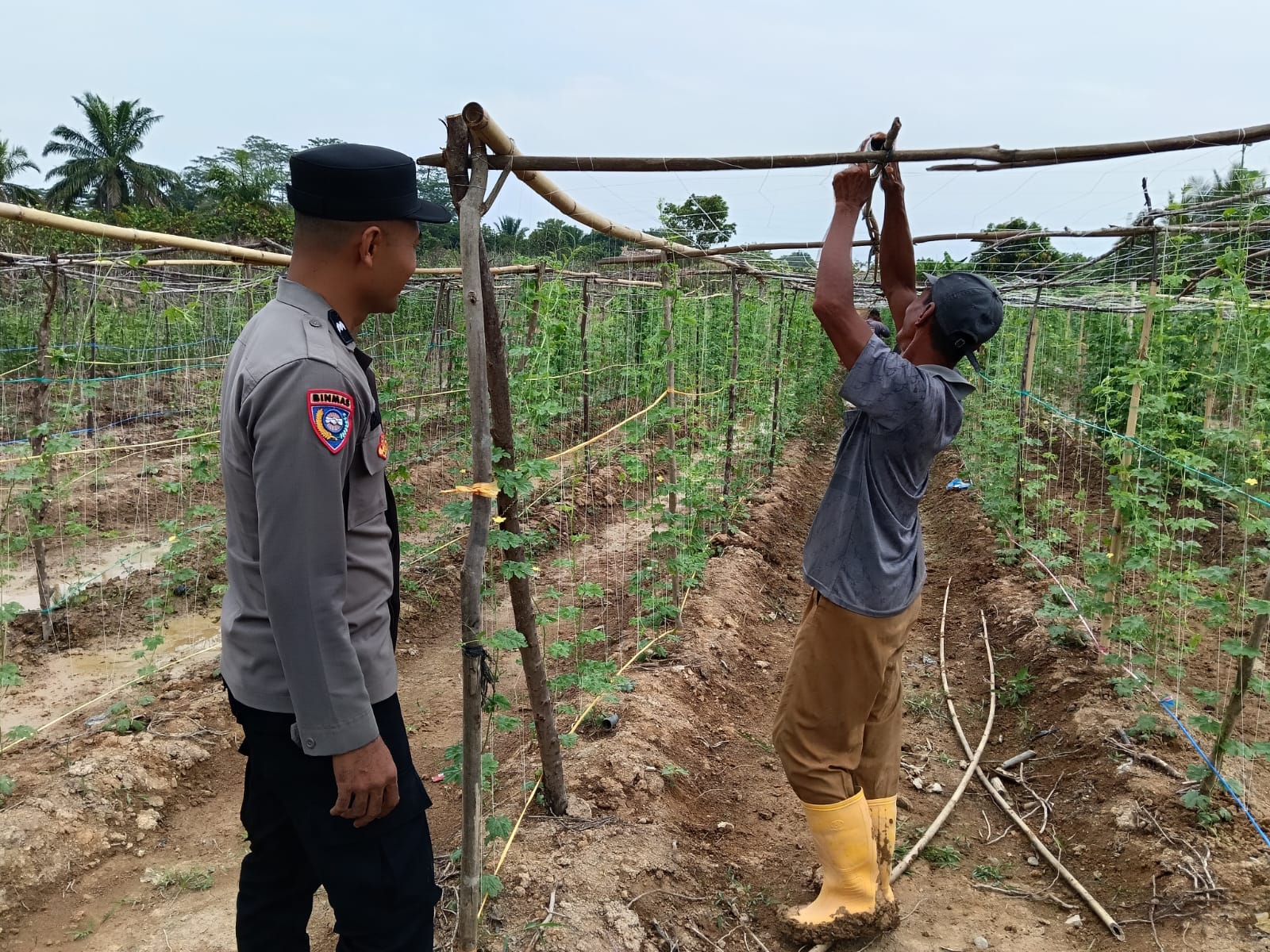 Pererat Silaturahmi, Bhabinkamtibmas Poksek Birem Bayeun Kunjungi Kebun Pare Milik Warga